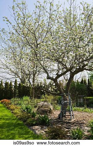 Wooden Stepladder Beneath A White Flowering Apple Tree Malus