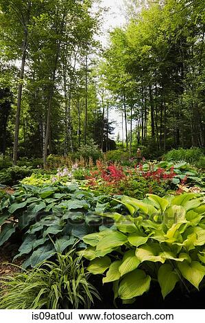 Woodland with hosta plants and red astilbes View Large Photo Image Stock Image - Woodland with hosta plants and red astilbes. Fotosearch