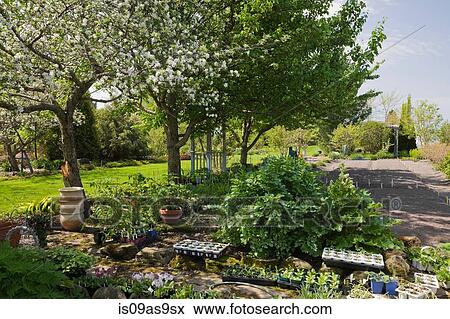 Young plants and seedlings beneath a white flowering apple tree (malus domestica) in backyard garden in spring season View Large Photo Image Stock Photo - Young plants and seedlings beneath a white flowering apple tree (malus domestica) in backyard garden in spring season. Fotosearch