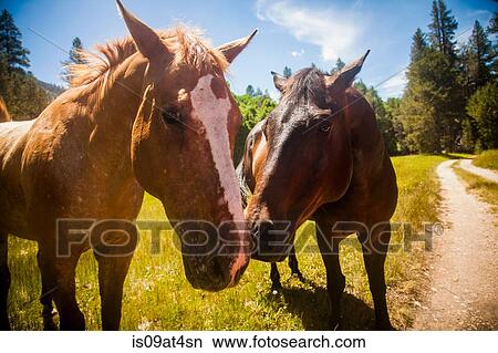 "Close up of horses looking at camera, High Sierra National Park, California, USA" View Large Photo Image Picture - "Close up of horses looking at camera, High Sierra National Park, California, USA". Fotosearch