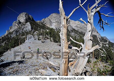 "Couple hiking, Mount Charleston Wilderness trail, Nevada, USA" View Large Photo Image Picture - "Couple hiking, Mount Charleston Wilderness trail, Nevada, USA". Fotosearch