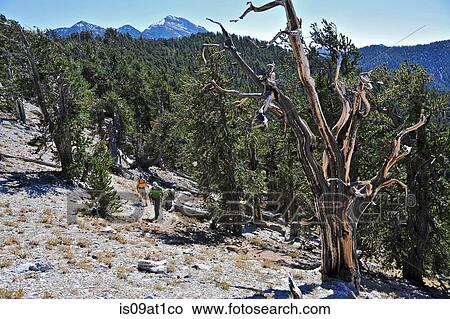 "Couple hiking, Mount Charleston Wilderness trail, Nevada, USA" View Large Photo Image Picture - "Couple hiking, Mount Charleston Wilderness trail, Nevada, USA". Fotosearch