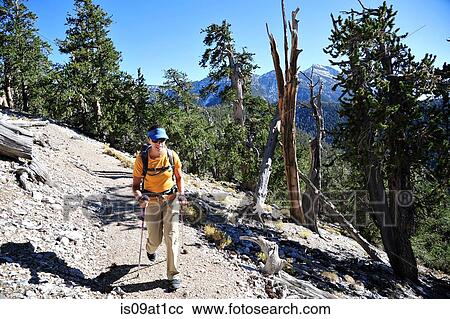 "Couple hiking, Mount Charleston Wilderness trail, Nevada, USA" View Large Photo Image Stock Image - "Couple hiking, Mount Charleston Wilderness trail, Nevada, USA". Fotosearch