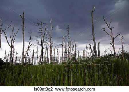 Dead and broken trees against dramatic sky View Large Photo Image Stock Image - Dead and broken trees against dramatic sky. Fotosearch