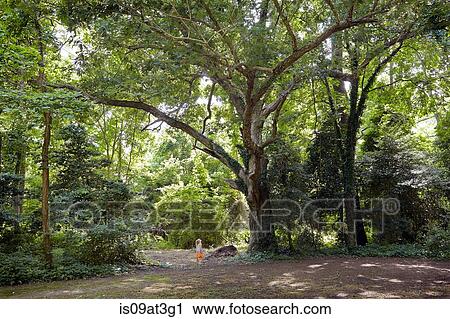 Distant view of girl looking up at tall forest tree View Large Photo Image Stock Image - Distant view of girl looking up at tall forest tree. Fotosearch