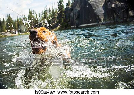 Stock Photo - "Dog splashing in water, High Sierra National Park, California, USA". Fotosearch