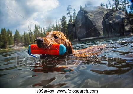 Stock Photo - "Dog swimming carrying toy in mouth, High Sierra National Park, California, USA". Fotosearch