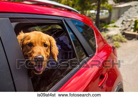 Dogs head poking out of red car window View Large Photo Image Stock Photograph - Dogs head poking out of red car window. Fotosearch