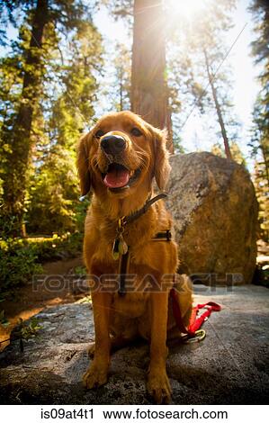 Stock Image - "Front view of dog sitting on rock mouth open looking at camera, High Sierra National Park, California, USA". Fotosearch