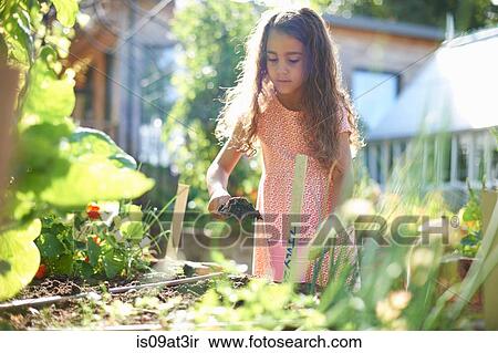 Girl digging raised plant bed in garden View Large Photo Image Stock Photography - Girl digging raised plant bed in garden. Fotosearch