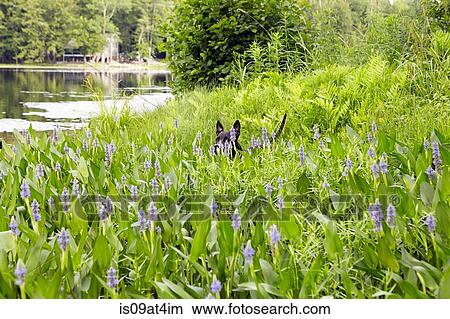 Head and tail of dog in long grass at lakeside View Large Photo Image Picture - Head and tail of dog in long grass at lakeside. Fotosearch