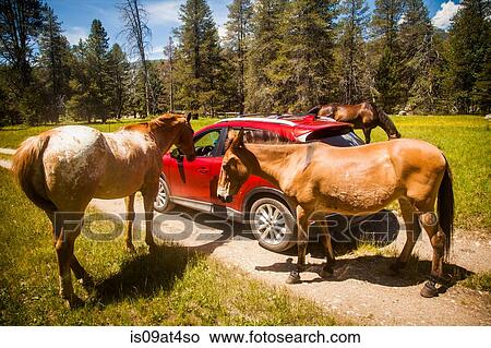 "Horses surrounding red car, High Sierra National Park, California, USA" View Large Photo Image Picture - "Horses surrounding red car, High Sierra National Park, California, USA". Fotosearch