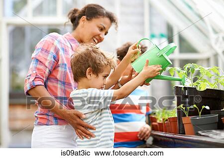 Mid adult woman and two sons watering the plants in greenhouse View Large Photo Image Stock Image - Mid adult woman and two sons watering the plants in greenhouse. Fotosearch