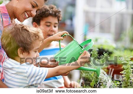 Mid adult woman and two sons watering plants in greenhouse View Large Photo Image Stock Image - Mid adult woman and two sons watering plants in greenhouse. Fotosearch