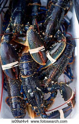 "Over head view of lobsters, tied claws" View Large Photo Image Picture - "Over head view of lobsters, tied claws". Fotosearch
