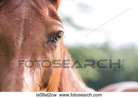 Stock Photo - "Portrait of horse, close-up". Fotosearch
