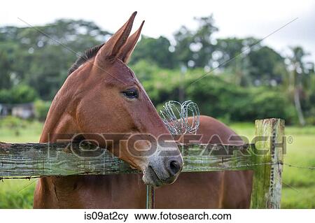 "Portrait of horse, looking over fence, close-up" View Large Photo Image Stock Photo - "Portrait of horse, looking over fence, close-up". Fotosearch