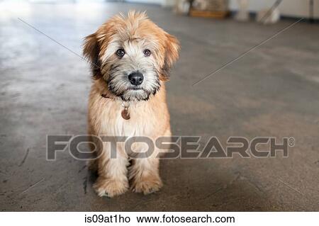 Portrait of puppy sitting on kitchen floor View Large Photo Image Picture - Portrait of puppy sitting on kitchen floor. Fotosearch