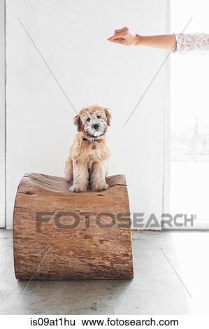 Stock Photograph - Portrait of puppy sitting on tree trunk seat. Fotosearch