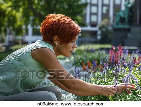 Stock Image - Side view of miid adult woman squatting picking flowers. Fotosearch