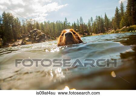 Stock Photograph - "Surface level front view of dog swimming looking at camera, High Sierra National Park, California, USA". Fotosearch