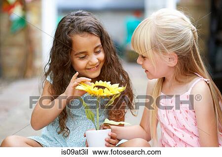 Stock Image - Two girls touching sunflower pot in garden. Fotosearch