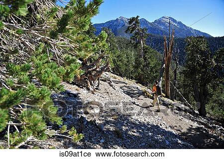 Stock Image - "Young woman hiking, Mount Charleston Wilderness trail, Nevada, USA". Fotosearch