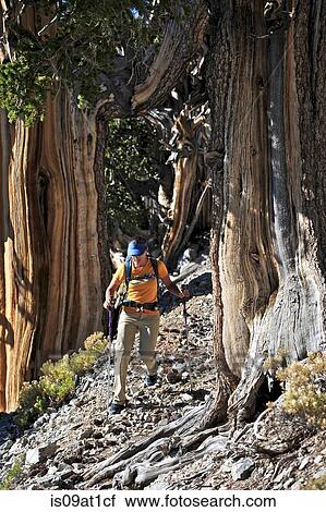 Stock Image - "Young woman hiking, Mount Charleston Wilderness trail, Nevada, USA". Fotosearch