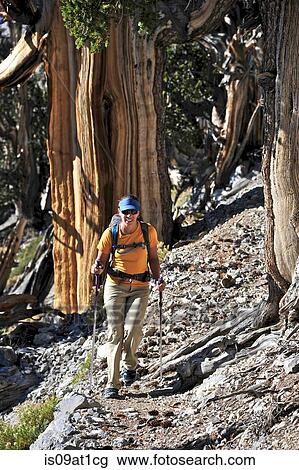 "Young woman hiking, Mount Charleston Wilderness trail, Nevada, USA" View Large Photo Image Stock Image - "Young woman hiking, Mount Charleston Wilderness trail, Nevada, USA". Fotosearch