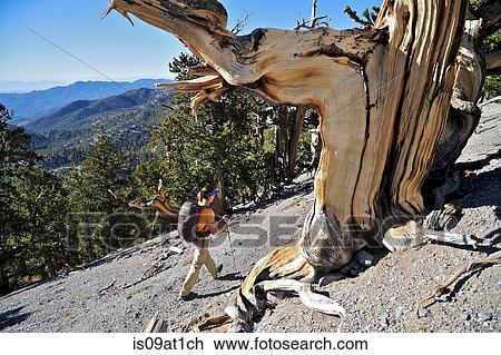 Stock Image - "Young woman hiking, Mount Charleston Wilderness trail, Nevada, USA". Fotosearch
