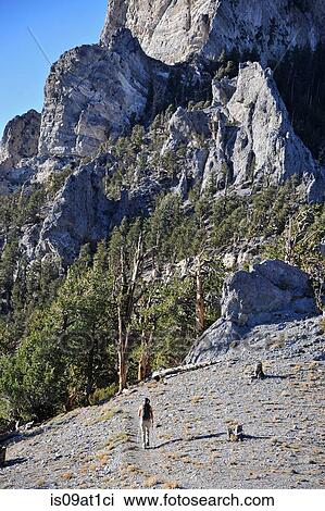 Stock Image - "Young woman hiking, Mount Charleston Wilderness trail, Nevada, USA". Fotosearch