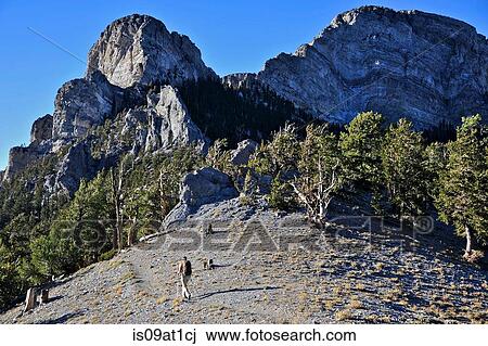 "Young woman hiking, Mount Charleston Wilderness trail, Nevada, USA" View Large Photo Image Stock Image - "Young woman hiking, Mount Charleston Wilderness trail, Nevada, USA". Fotosearch