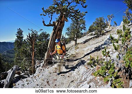 "Young woman hiking, Mount Charleston Wilderness trail, Nevada, USA" View Large Photo Image Stock Photograph - "Young woman hiking, Mount Charleston Wilderness trail, Nevada, USA". Fotosearch