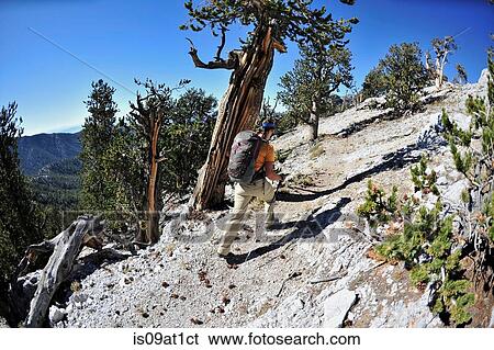 "Young woman hiking, Mount Charleston Wilderness trail, Nevada, USA" View Large Photo Image Stock Photograph - "Young woman hiking, Mount Charleston Wilderness trail, Nevada, USA". Fotosearch