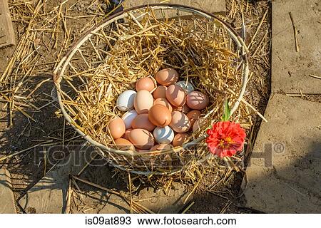 Basket of hen eggs View Large Photo Image Stock Image - Basket of hen eggs. Fotosearch