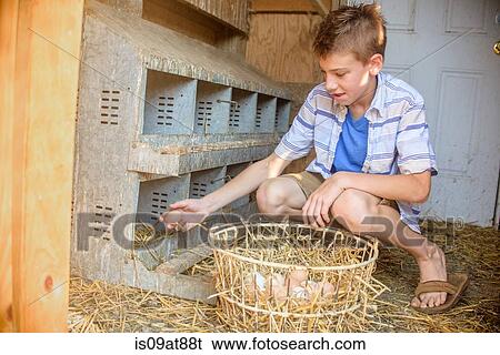 Boy collecting eggs from hen house View Large Photo Image Stock Photograph - Boy collecting eggs from hen house. Fotosearch