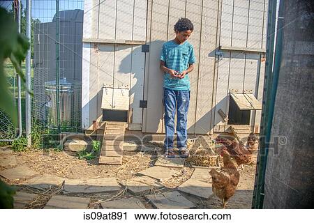 Boy in hen house with basket of eggs View Large Photo Image Stock Image - Boy in hen house with basket of eggs. Fotosearch