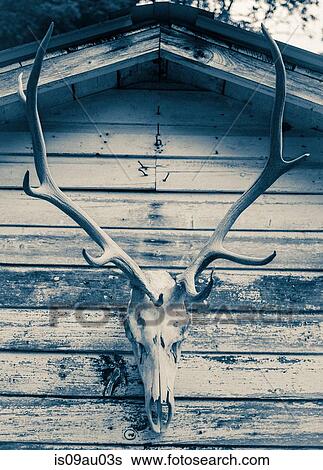 Buck skull hanging on exterior of wooden building View Large Photo Image Stock Photograph - Buck skull hanging on exterior of wooden building. Fotosearch