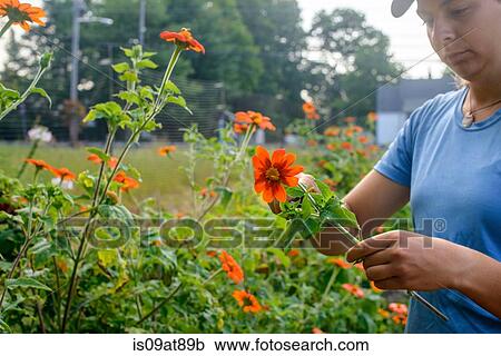 Cropped shot of young female farm worker preparing fresh flowers View Large Photo Image Stock Image - Cropped shot of young female farm worker preparing fresh flowers. Fotosearch