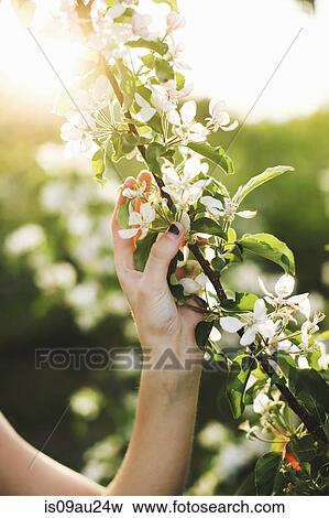 Cropped view of young womans hand touching tree branch covered in blossom View Large Photo Image Stock Photo - Cropped view of young womans hand touching tree branch covered in blossom. Fotosearch