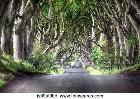 Diminishing perspective of The Dark Hedges - beech tree lined road, Ballmoney, County Antrim, Ireland, UK View Large Photo Image Stock Image - Diminishing perspective of The Dark Hedges - beech tree lined road, Ballmoney, County Antrim, Ireland, UK. Fotosearch