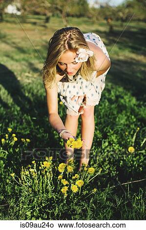 Front view of young woman bending over picking bunch of dandelion flowers View Large Photo Image Picture - Front view of young woman bending over picking bunch of dandelion flowers. Fotosearch