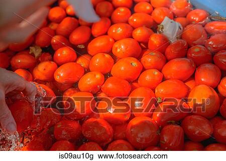 Hand picking tomato out of water View Large Photo Image Stock Image - Hand picking tomato out of water. Fotosearch