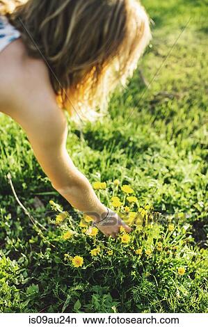 High angle over the shoulder view of young woman picking dandelion flowers View Large Photo Image Picture - High angle over the shoulder view of young woman picking dandelion flowers. Fotosearch