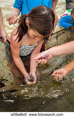 Stock Image - High angle view of girl collecting small fish from fishing net, Sanibel Island, Pine Island Sound, Florida, USA. Fotosearch