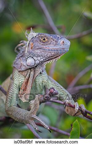 Iguana on branch looking at camera smiling, St. Croix, US Virgin Islands View Large Photo Image Stock Image - Iguana on branch looking at camera smiling, St. Croix, US Virgin Islands. Fotosearch