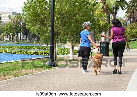Mature female friends, walking dog in park, rear view View Large Photo Image Stock Image - Mature female friends, walking dog in park, rear view. Fotosearch