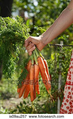 Mid adult woman in garden, holding bunch of carrots, focus on hand View Large Photo Image Stock Photo - Mid adult woman in garden, holding bunch of carrots, focus on hand. Fotosearch