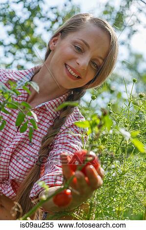 Mid adult woman in garden, picking tomatoes View Large Photo Image Stock Photography - Mid adult woman in garden, picking tomatoes. Fotosearch