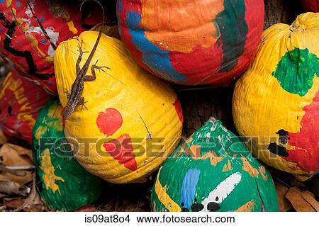 Picture - Overhead view of small brown anole (dactyloidae) on painted coconuts. Fotosearch
